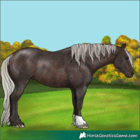 Horse Color:Silver Brown Rabicano 