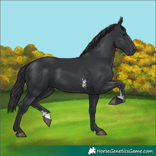 Horse Color:Black Sabino 
