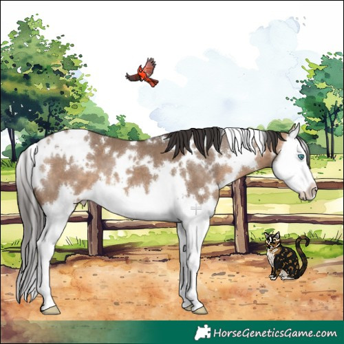 Horse Color:White Spotted Brown Dun Splash 