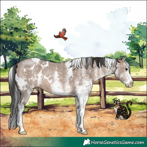 Horse Color:White Spotted Brown Dun Rabicano 