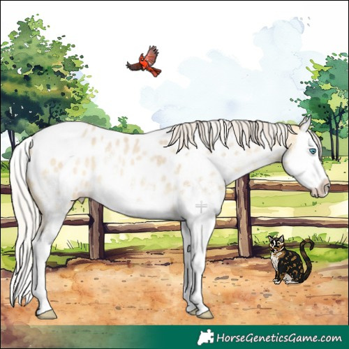 Horse Color:White Spotted Silver Sable Cream Champagne Dun Splash Near Leopard Rabicano 