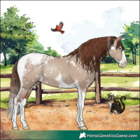 Horse Color:White Spotted Classic Champagne Dun Splash Tobiano Appaloosa Rabicano