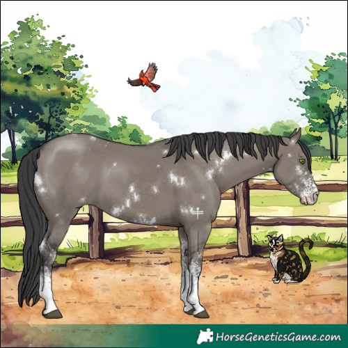 Horse Color:White Spotted Grullo Rabicano