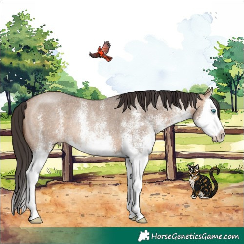 Horse Color:White Spotted Bay Dun Splash Rabicano 