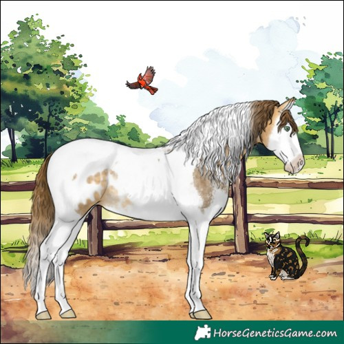 Horse Color:Buckskin Dun Sabino Splash Tobiano Blanket Rabicano 