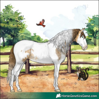 Horse Color:Buckskin Dun Sabino Splash Tobiano Appaloosa Rabicano