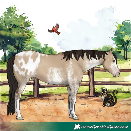Horse Color:Gray White Spotted Classic Champagne Dun Blanket 