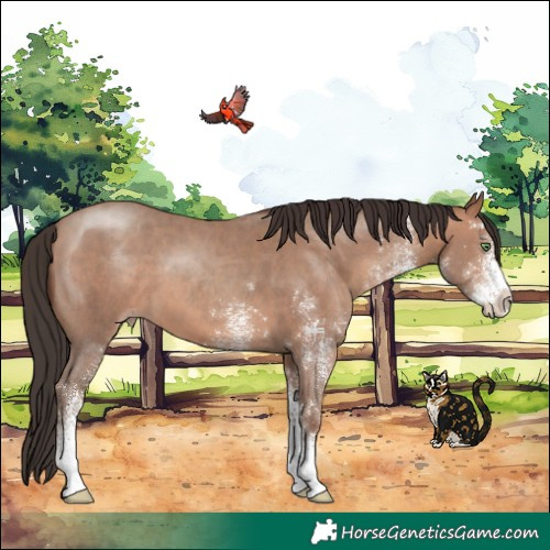 Horse Color:White Spotted Sable Champagne 