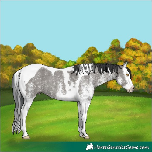 Horse Color:White Spotted Grullo Splash Tobiano