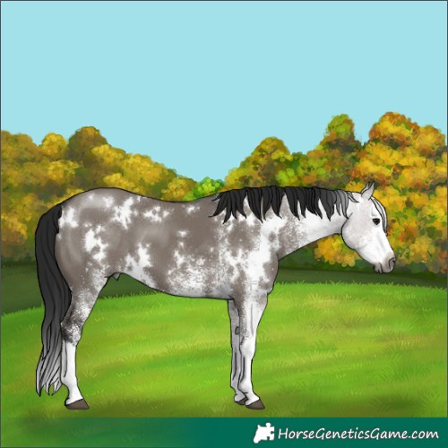 Horse Color:Gray White Spotted Grullo Splash