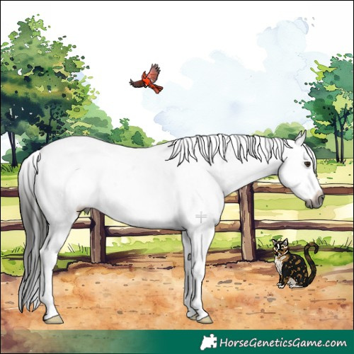 Horse Color:Gray White Spotted Brown Dun Splash 