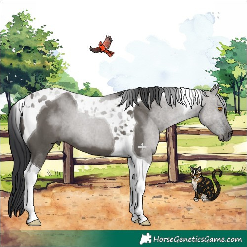Horse Color:Grullo Tobiano 