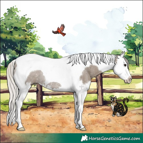 Horse Color:Silver Grullo Splash Tobiano Rabicano 