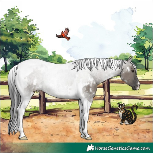 Horse Color:White Spotted Grullo Tobiano 
