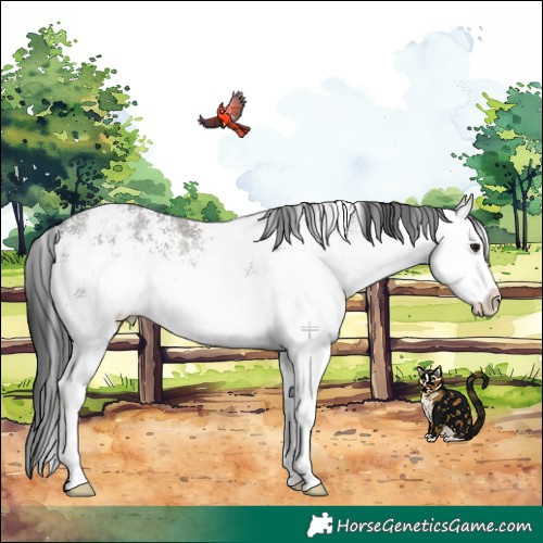 Horse Color:White Spotted Grullo Rabicano