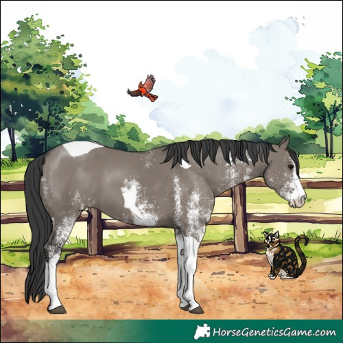 Horse Color:White Spotted Grullo Tobiano