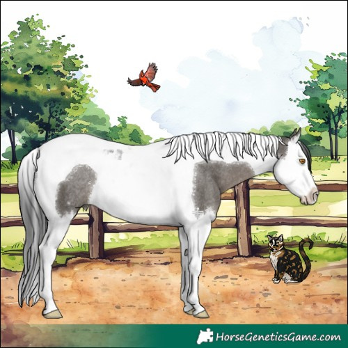 Horse Color:Grullo Splash Tobiano Rabicano