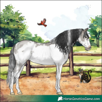 Horse Color:White Spotted Grullo Sabino Frame