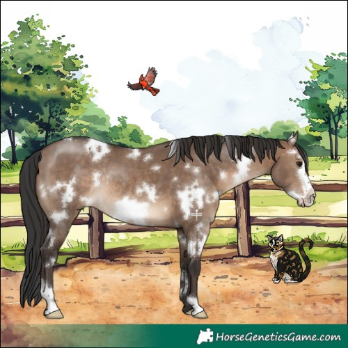 Horse Color:White Spotted Brown Dun Frame Rabicano 