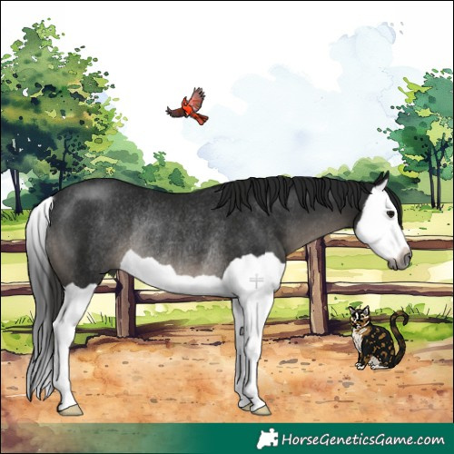 Horse Color:Gray Black Splash Rabicano 