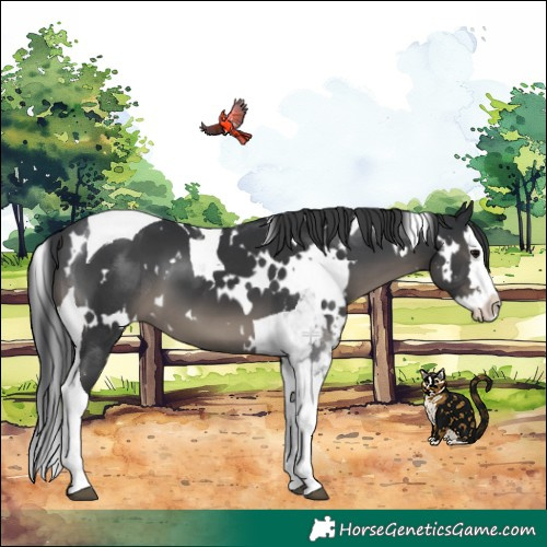 Horse Color:White Spotted Black Splash Tobiano 