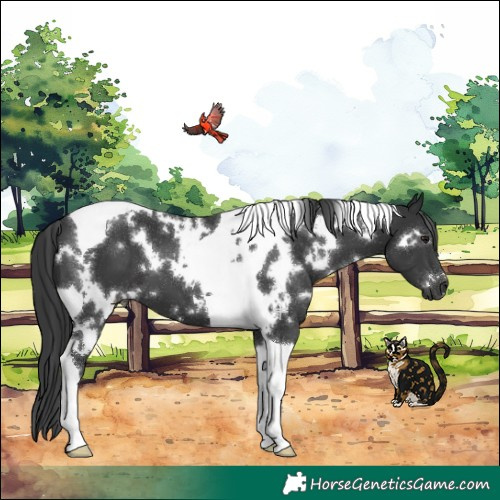 Horse Color:White Spotted Black Tobiano 