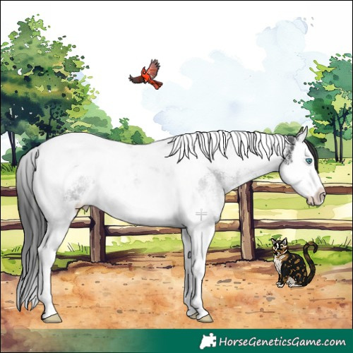 Horse Color:White Spotted Black Splash Tobiano Rabicano