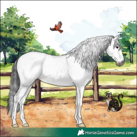 Horse Color:Gray White Spotted Grullo Appaloosa Rabicano
