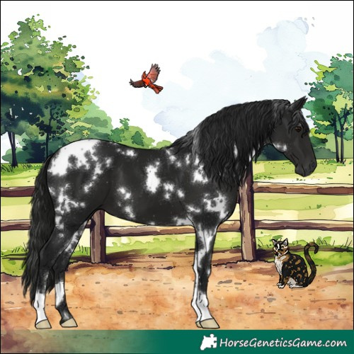 Horse Color:Gray White Spotted Black 