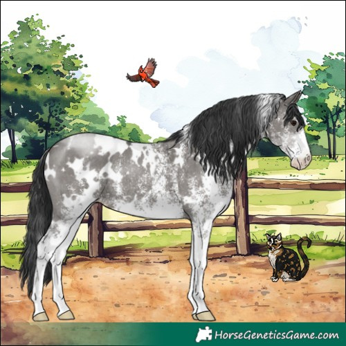 Horse Color:White Spotted Grullo