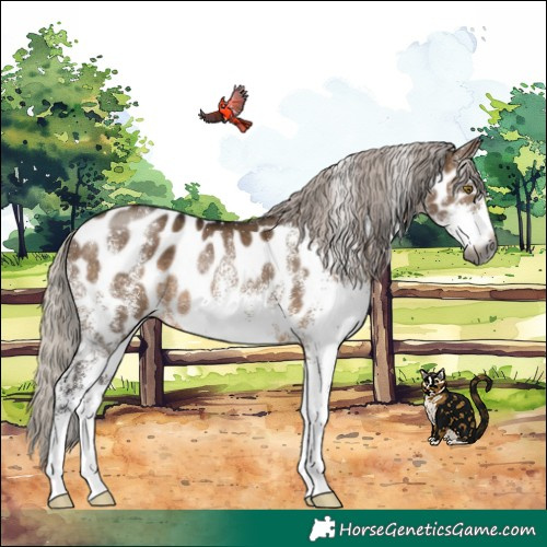 Horse Color:Gray White Spotted Silver Brown Dun Near Leopard Rabicano