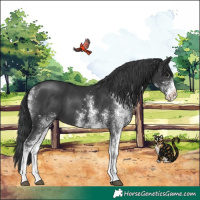 Horse Color:White Spotted Black