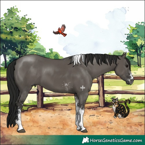 Horse Color:Gray White Spotted Grullo Tobiano 