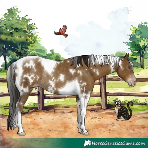 Horse Color:Gray White Spotted Classic Cream Champagne Tobiano Rabicano 