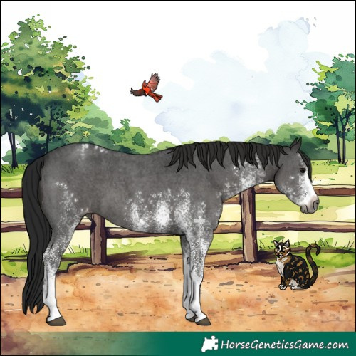 Horse Color:Gray White Spotted Black Appaloosa 