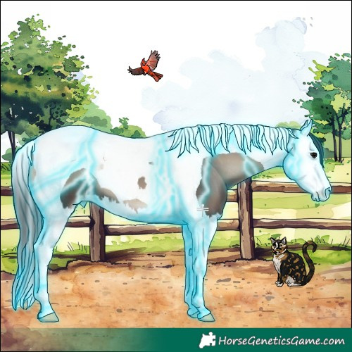Horse Color:Thunderstruck Blue Onyx Splash Tobiano Blanket