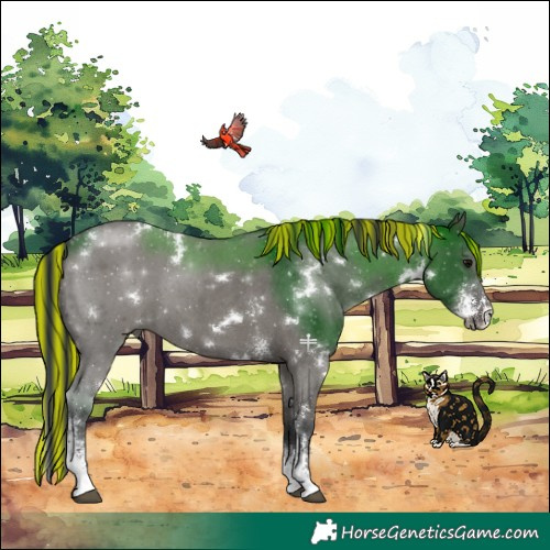 Horse Color:Painted White Spotted Grullo Sabino 