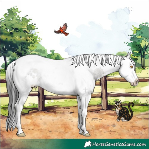 Horse Color:White Spotted Grullo Splash Tobiano Rabicano 