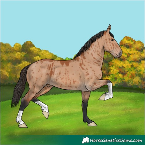 Horse Color:Bay Dun Brindle