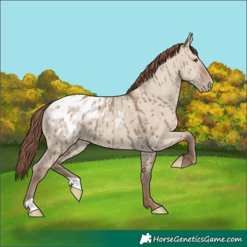 Horse Color:Classic Champagne Dun Appaloosa Brindle 
