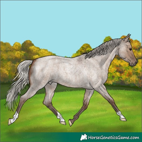 Horse Color:Unknown 