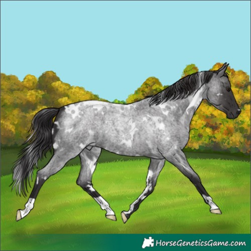 Horse Color:White Spotted Smoky Blue Roan 