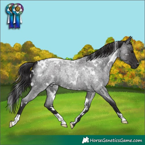Horse Color:White Spotted Smoky Blue Roan