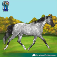 Horse Color:White Spotted Smoky Blue Roan