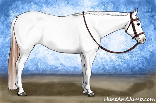 Horse Color:Black Appaloosa Rabicano 