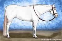 Horse Color:Black Appaloosa Rabicano 