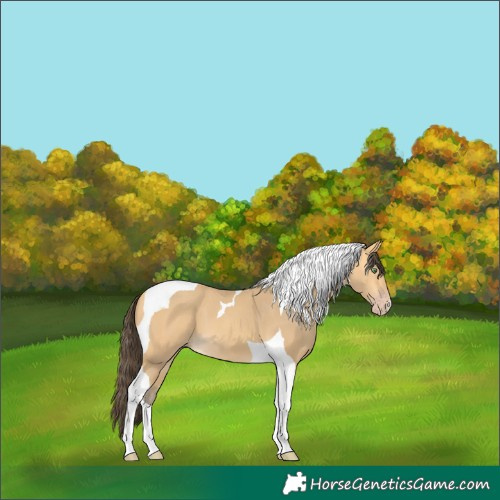 Horse Color:Amber Cream Champagne Tobiano