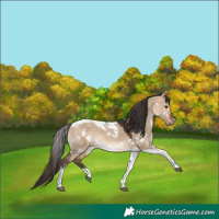 Horse Color:White Spotted Bay Dun Tobiano