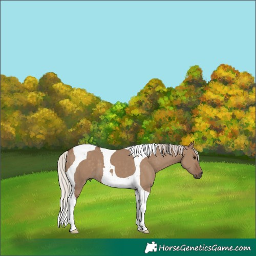Horse Color:Silver Grullo Tobiano 