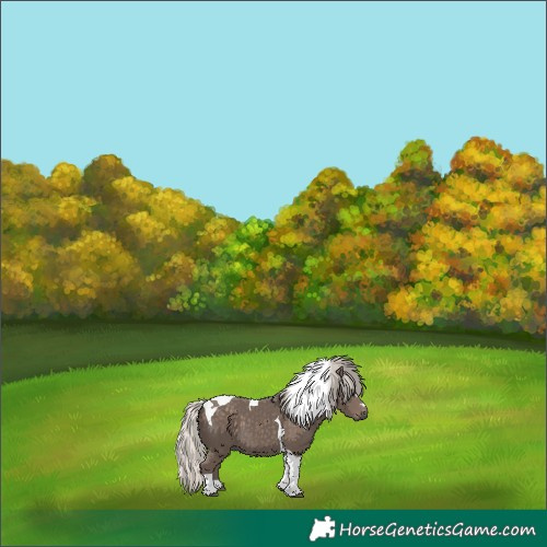 Horse Color:Silver Black Tobiano 